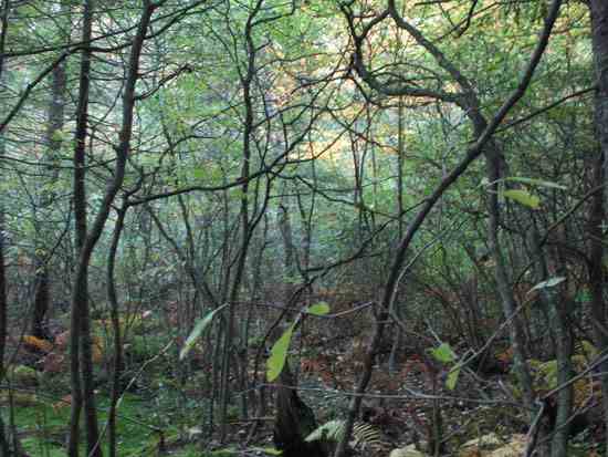 Contrast the sparse forest understory with this forest understory where the tangle provides ideal conditions for animals that use the ground and shrub layer.